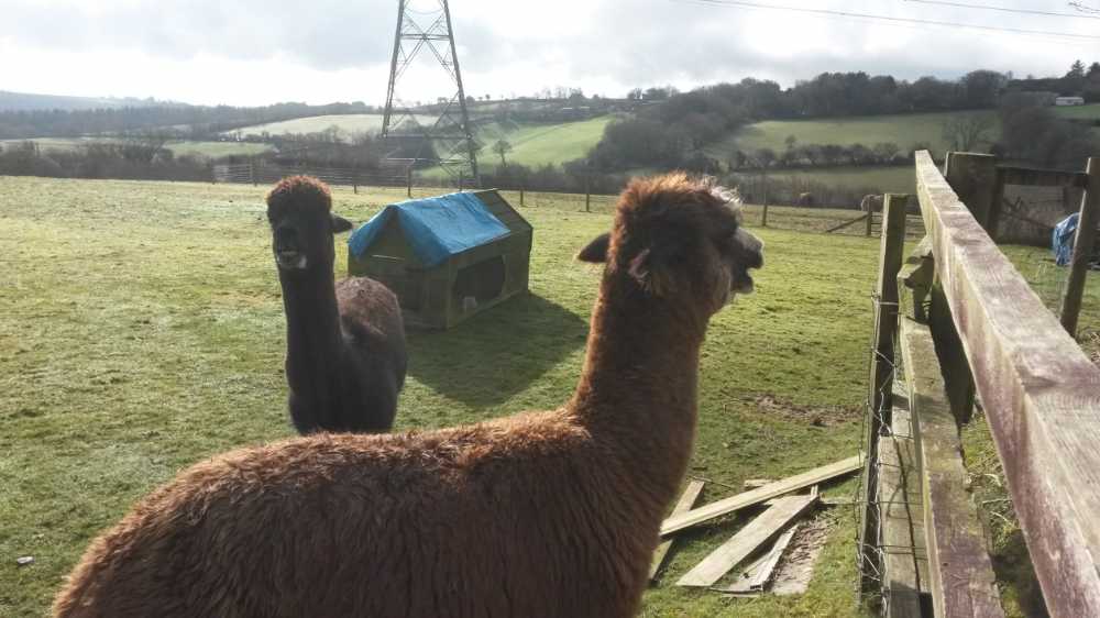 alpacas