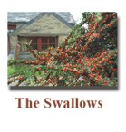 swallows